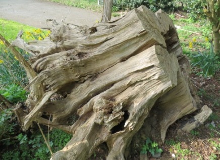 tree_stump_ds1.jpg